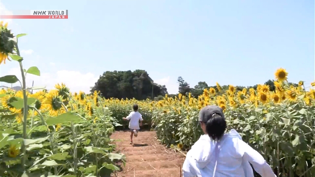 Kinder in Nagasaki schaffen ein riesiges Sonnenblumenlabyrinth