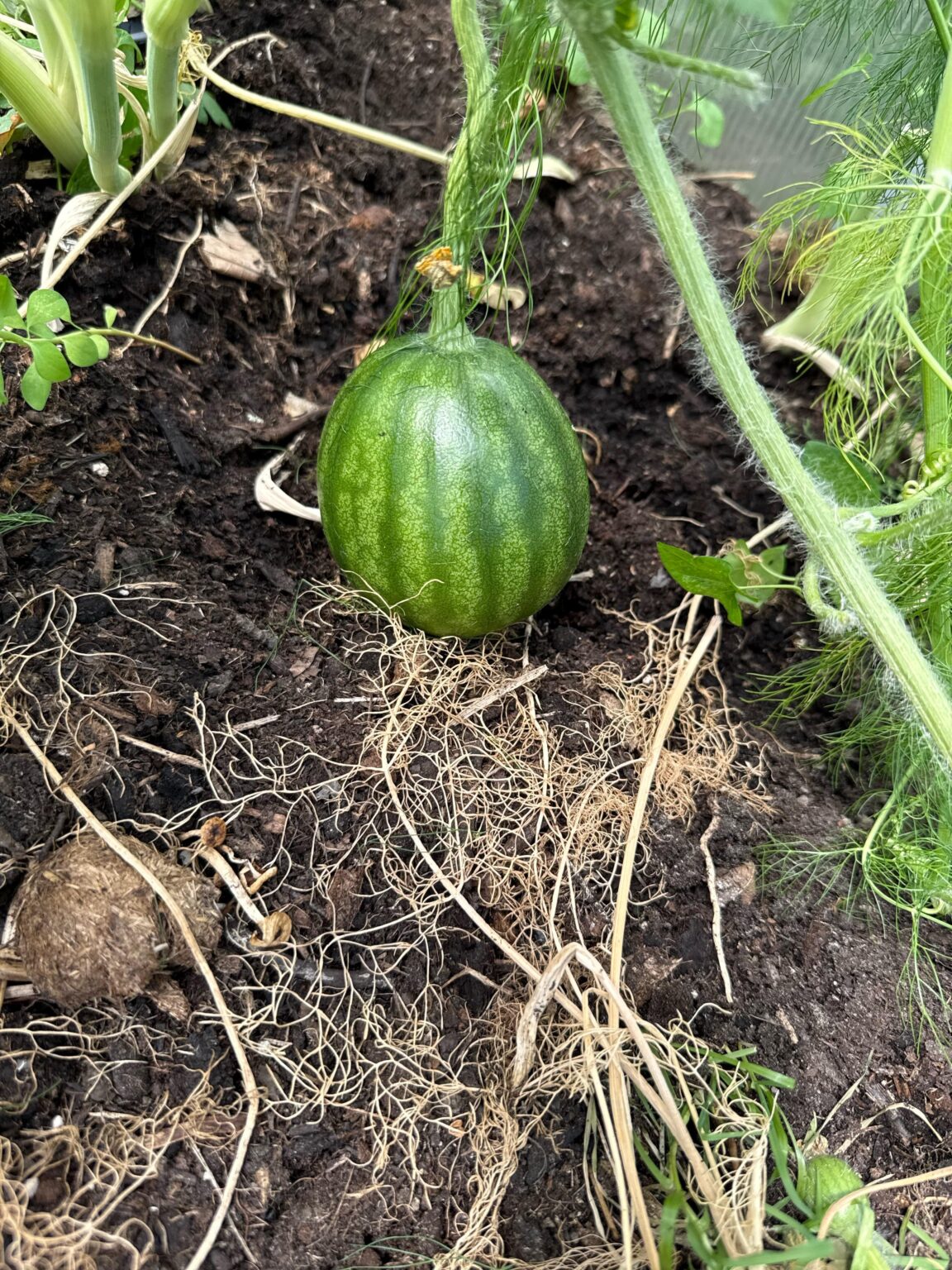 Wassermelone 🍉 wächst