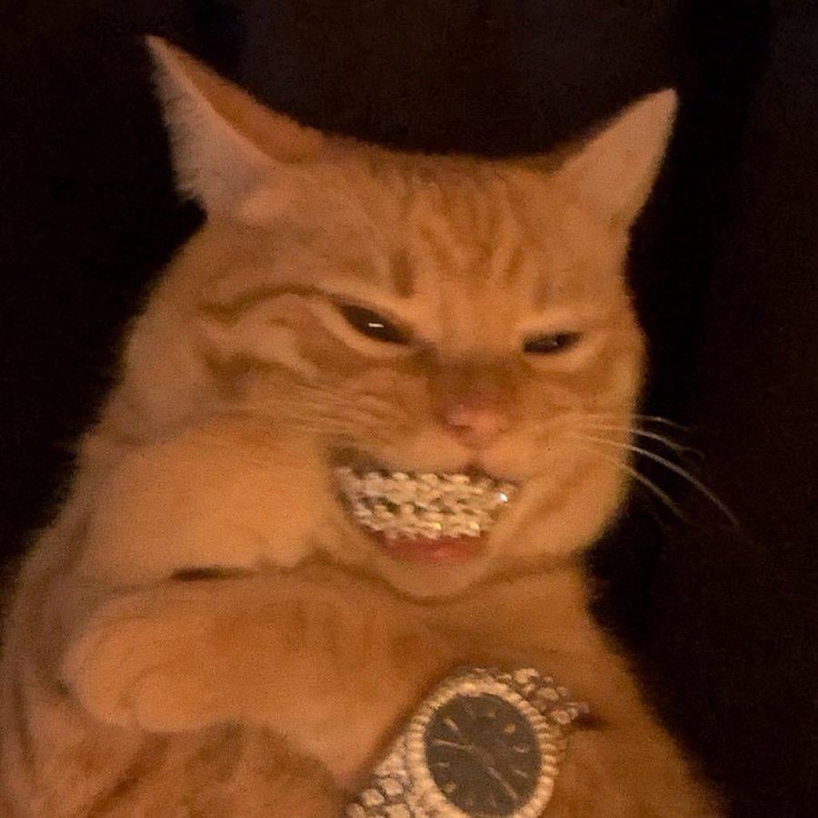 Satoshis Katze im Moment