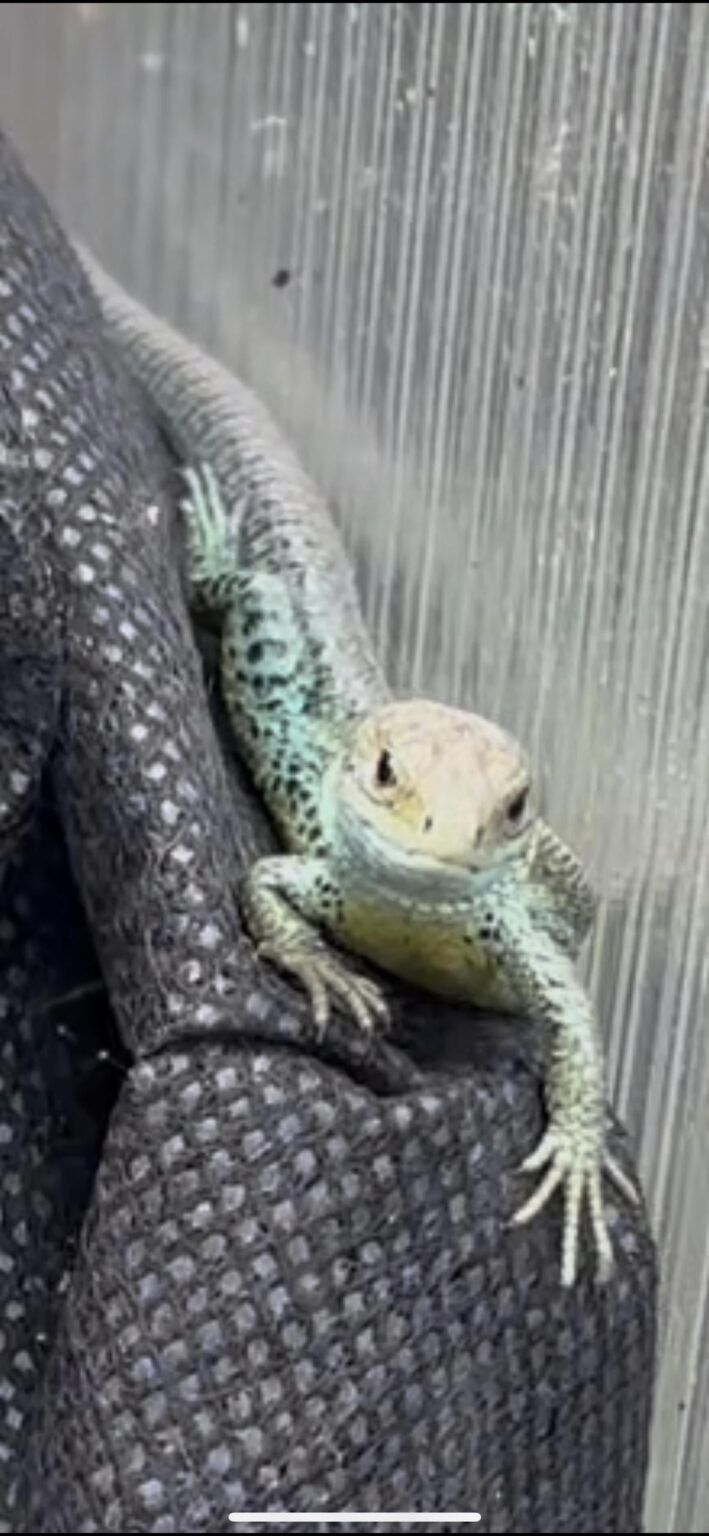 Fand diesen Kerl in meinem Polytunnel