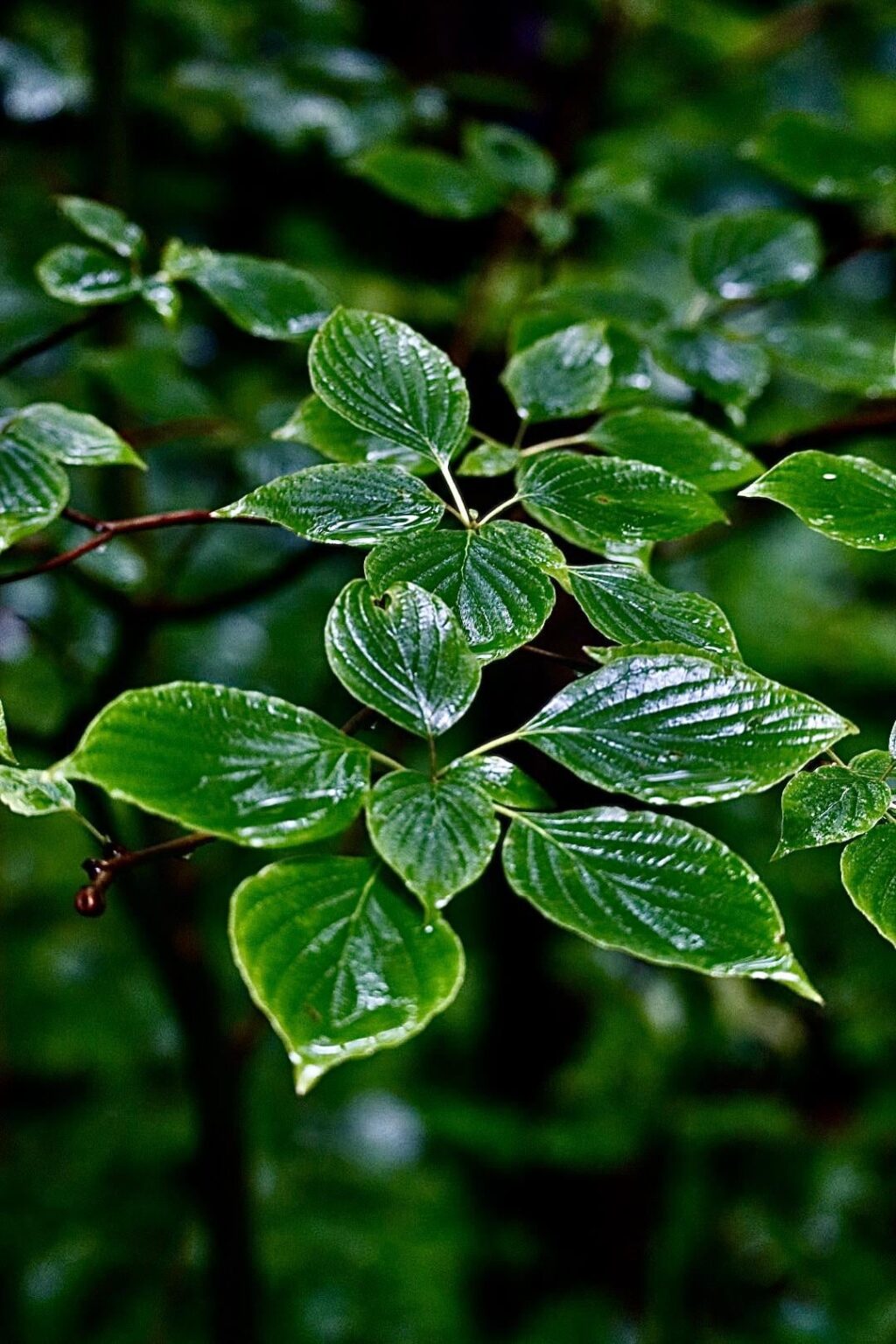 Einen Spaziergang nach dem Regen genießen