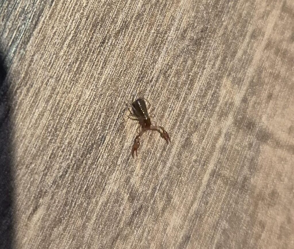 Skorpion 🦂