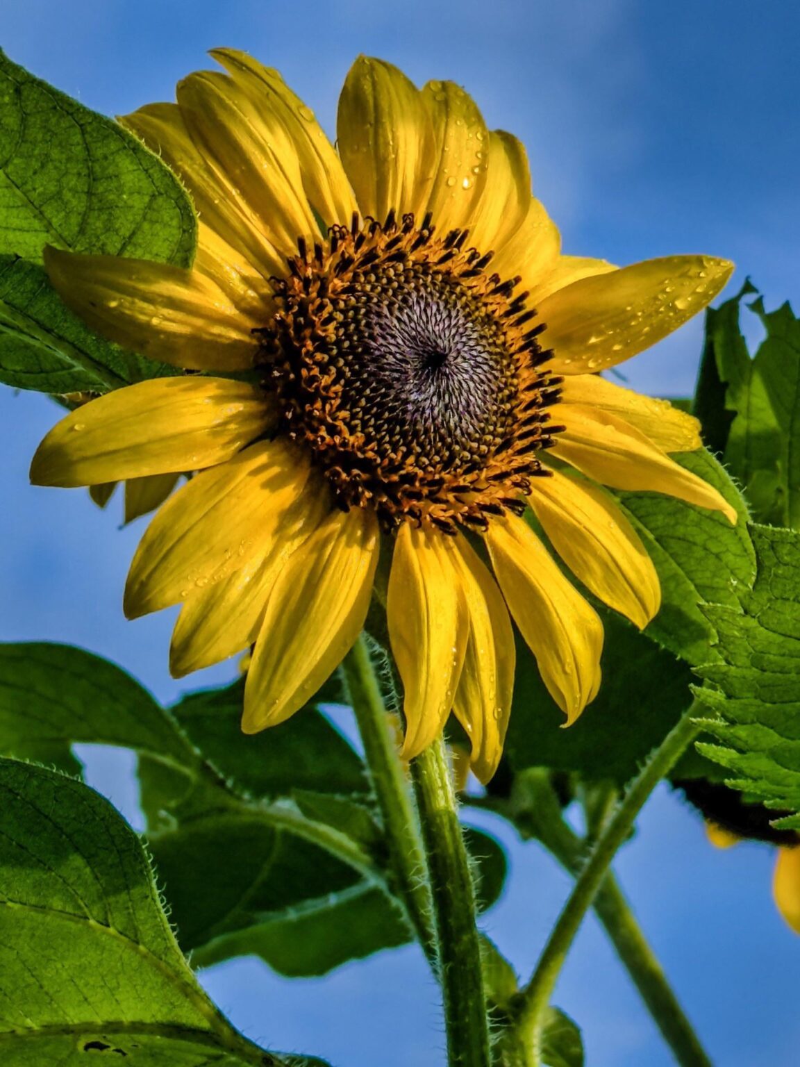 Sonnenblumen am Sonntag!