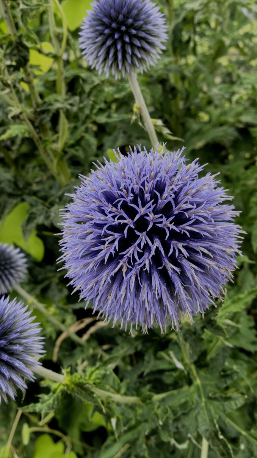 Banater Kugeldistel