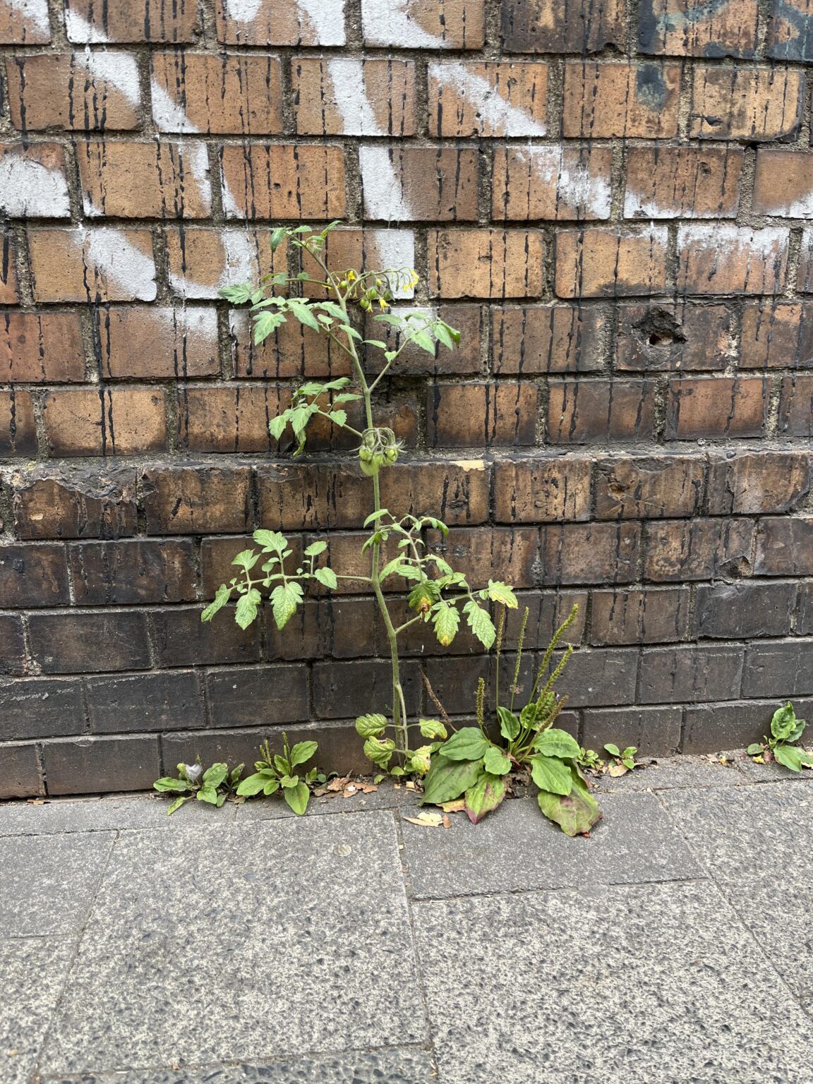 Erstaunliches Fugenwachstum