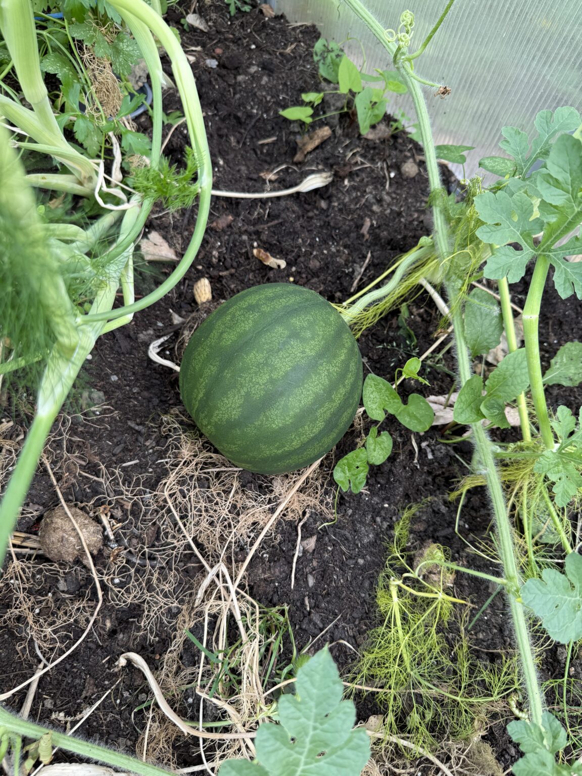 Update: Wassermelone 🍉 wächst Part 2