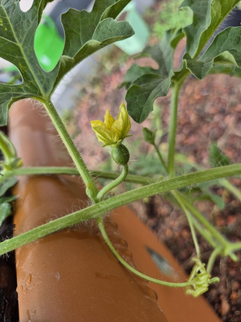 Unsere Mini Wassermelone hatte heute ihre ersten Blüten