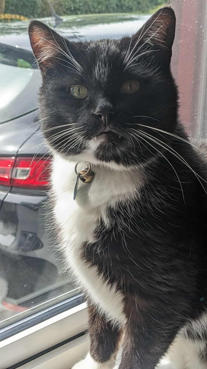 Hat jemand diese Katze in Lanesboro oder Loughbonnagh gesehen?