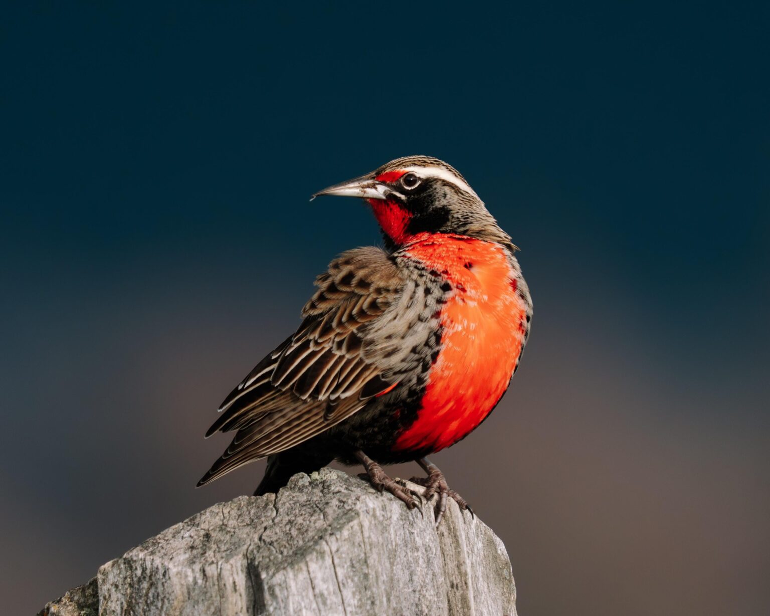 Long-Sailed Meadowlark