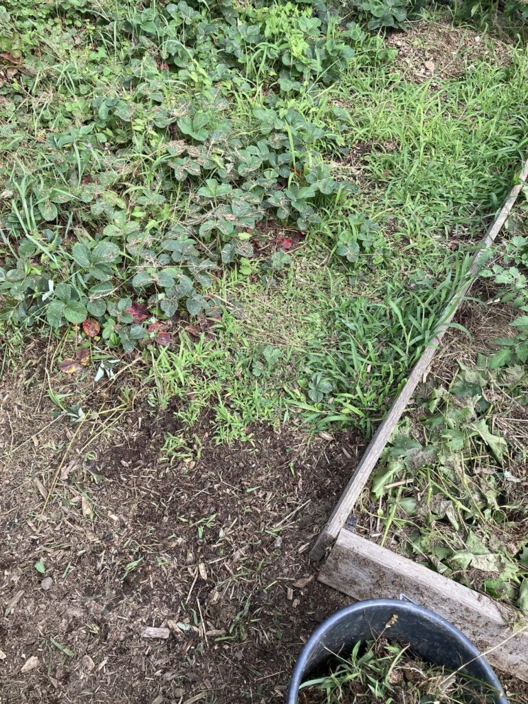 Gemüsegarten Chaos