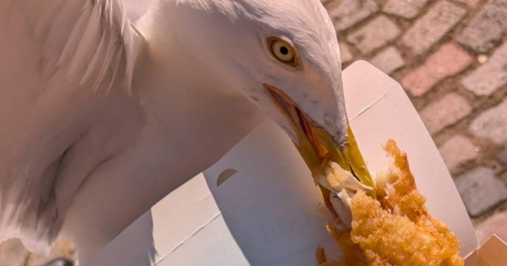 Das Fischabteil des schottischen Mannes nach einer siebenstündigen Reise zum berühmten Chippy von Möwen geschluckt
