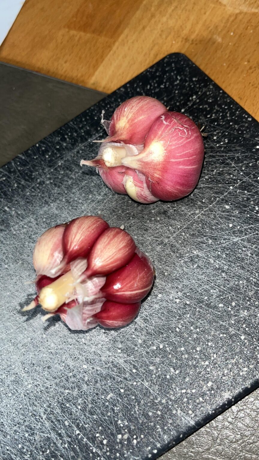 Knoblauch Ernte