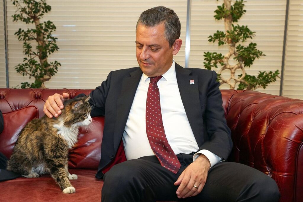 CHP -Katzen: şero und Sieg CHP -Katzen: şero und Sieg