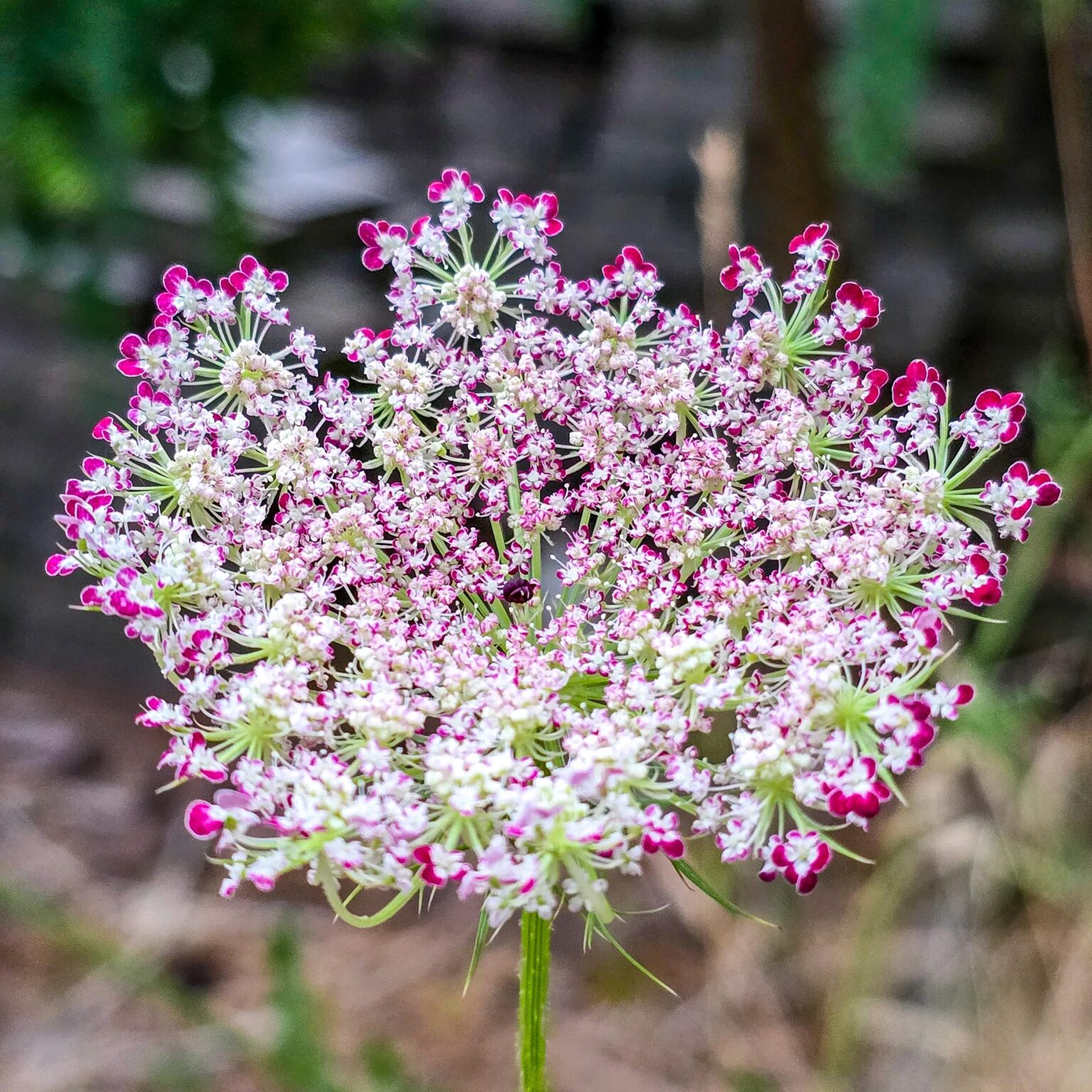 Die schönste wilde Möhre die ich im Garten habe.
