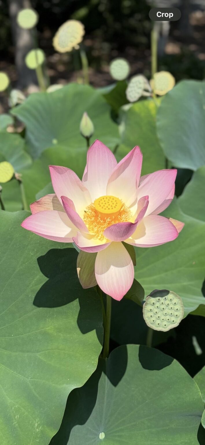 Lotus Blumen im Huntington
