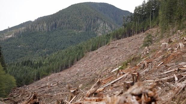 Clearcutting an das 18-fache Anstieg des Hochwasserrisikos: UBC-Studie