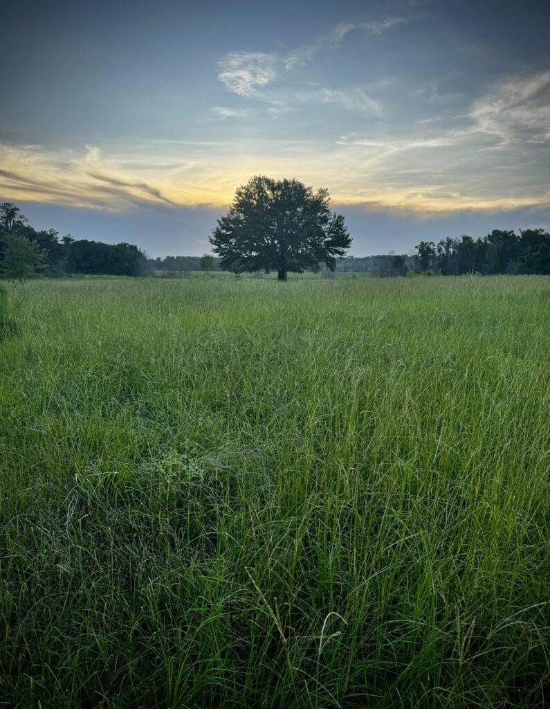 Bilder von meinem Spaziergang letzten Abends