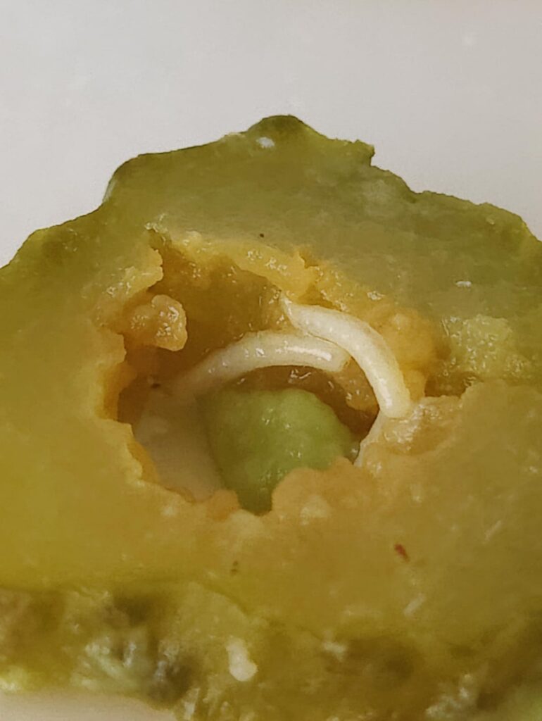 Nach den Tesco Peanut Maggots präsentiere ich Ihnen … Tesco Gherkin Maden! Nach den Tesco Peanut Maggots präsentiere ich Ihnen ... Tesco Gherkin Maden!