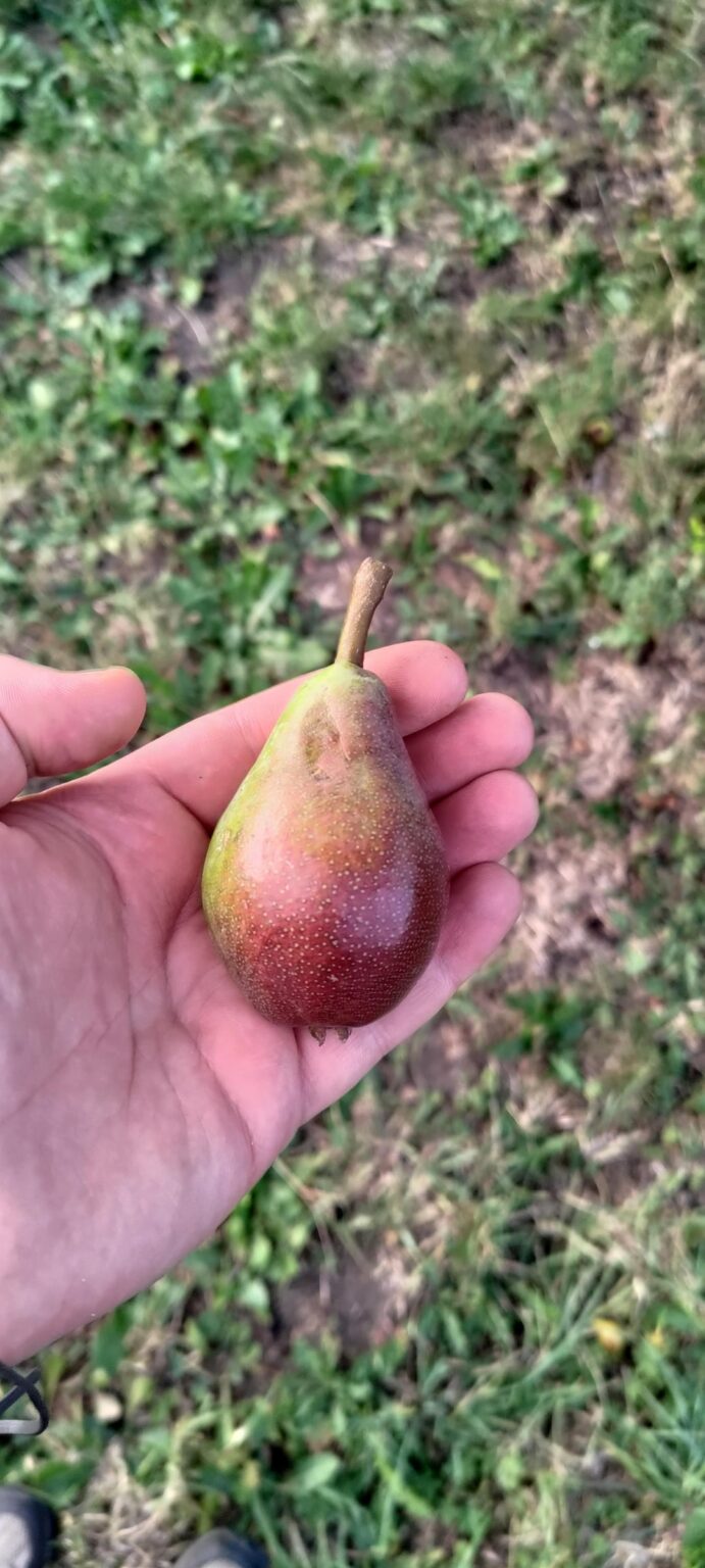 Was für ein Birnenbaum ist das?