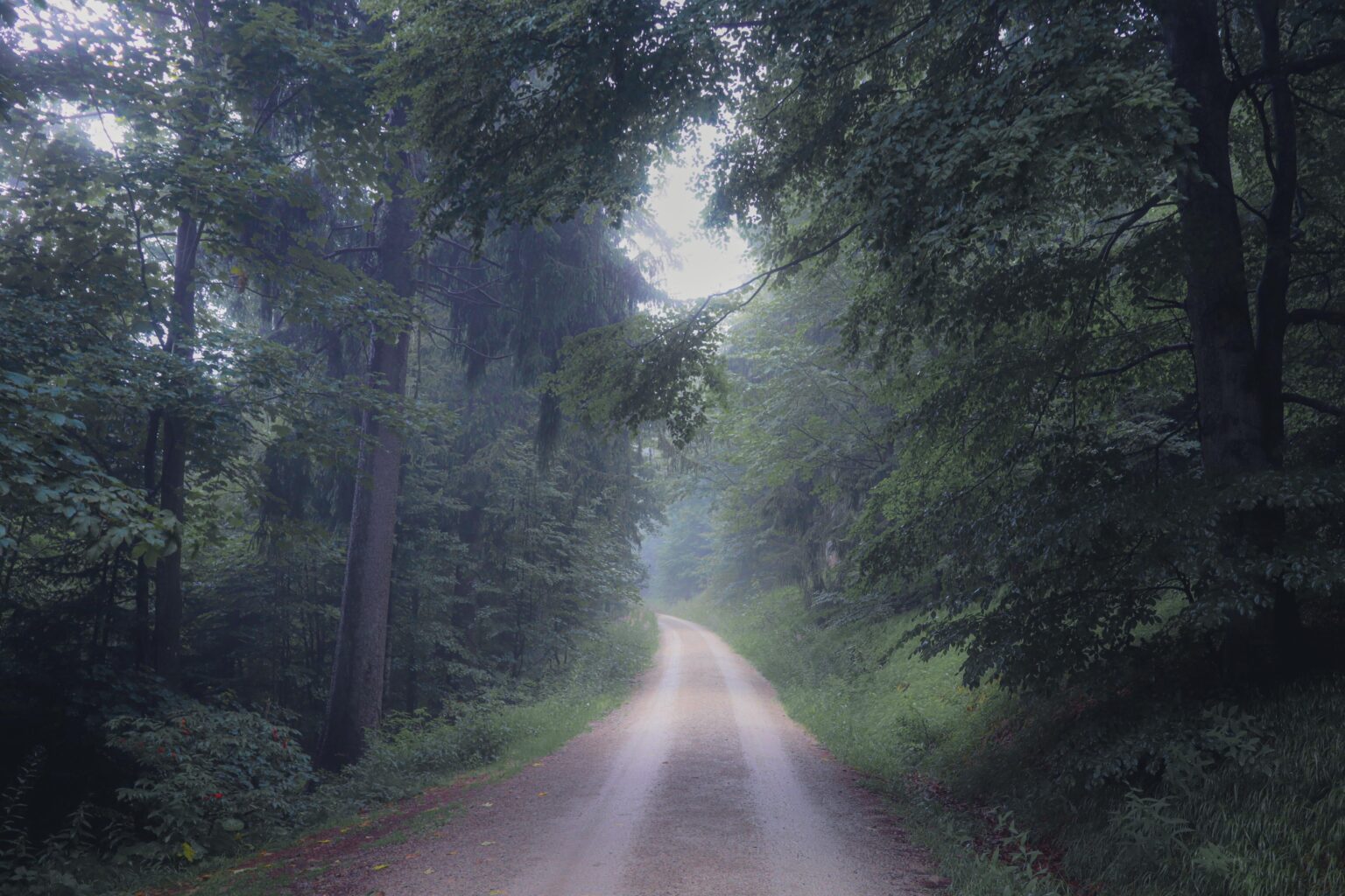 Nebelwald