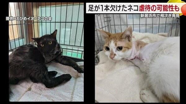 Mindestens fünf Katzen, die ein Bein vermisst, wurden seit letztem Jahr in der Präfektur der Präfektur Niihama in der Präfektur der Präfektur gefunden. Das öffentliche Gesundheitszentrum untersucht den Verdacht auf Tierquälerei.