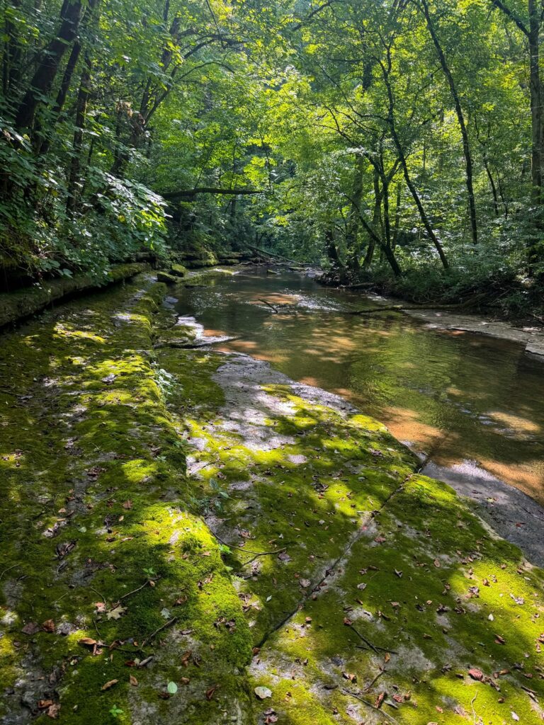 Unter dem grünen Baldachin