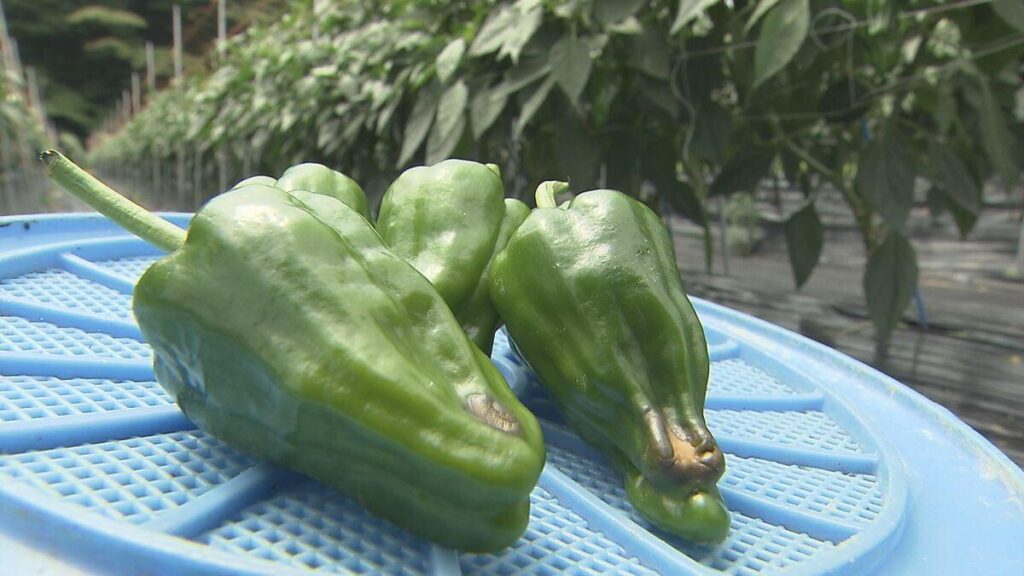 Extreme Hitze und Wasserknappheit verursachen Paprika, die sich kratzen; Werden die Preise vorerst hoch bleiben? Extreme Hitze und Wasserknappheit verursachen Paprika, die sich kratzen; Werden die Preise vorerst hoch bleiben?