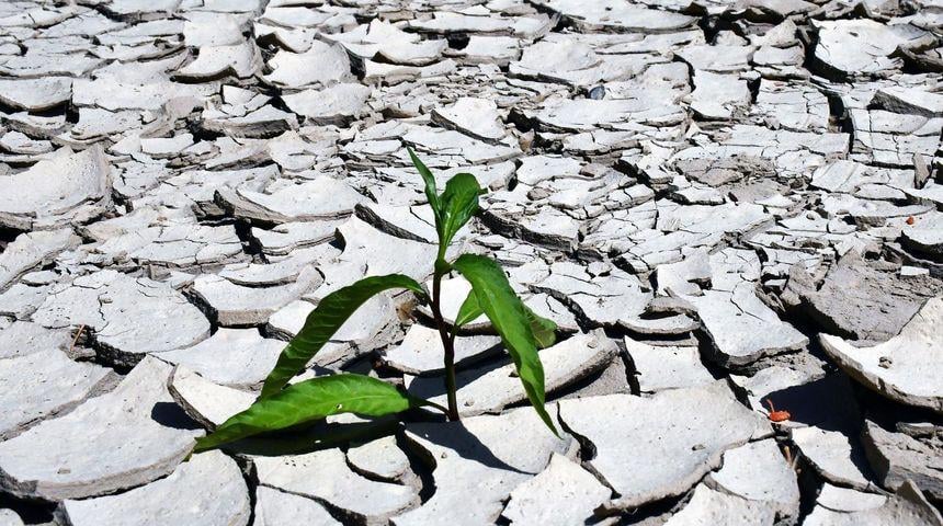 In Osijek ist June der kleinste in der Geschichte der Messung! Der Experte warnt: "Wenn es fast nicht regnet, werden wir in einem großen Problem sein."