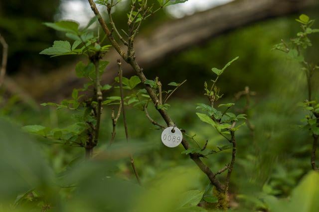 British Ash Woodland entwickelt sich gegen Ash Dieback als Widerstand