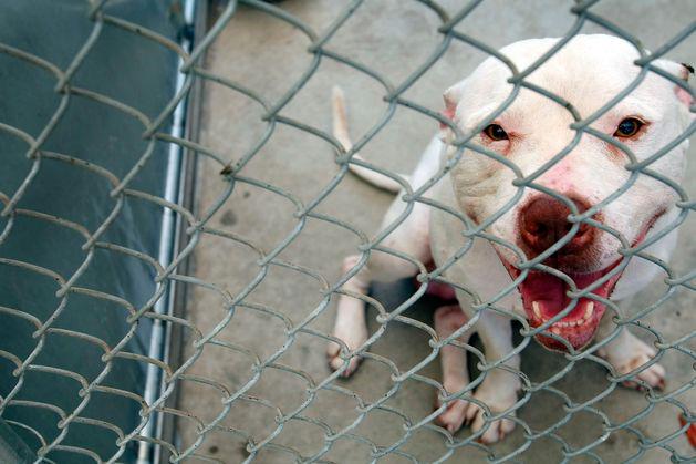 Hunde vom Pitbull-Typ, der Frau in Cork verräterisch war