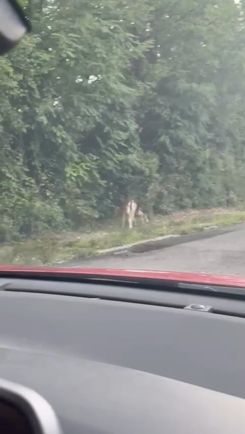 Srne auf der Straße in der Nähe von Pantovcak heute
