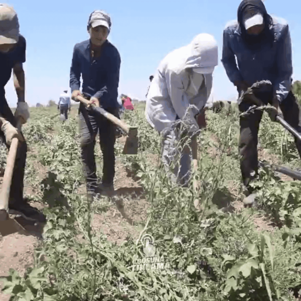 Landwirtschaftliche Arbeiter, die im Baumwollfeld in Hatay arbeiten, 40 Grad in der Hitze von 9 Stunden und 650 Pfund Lohnlohn!