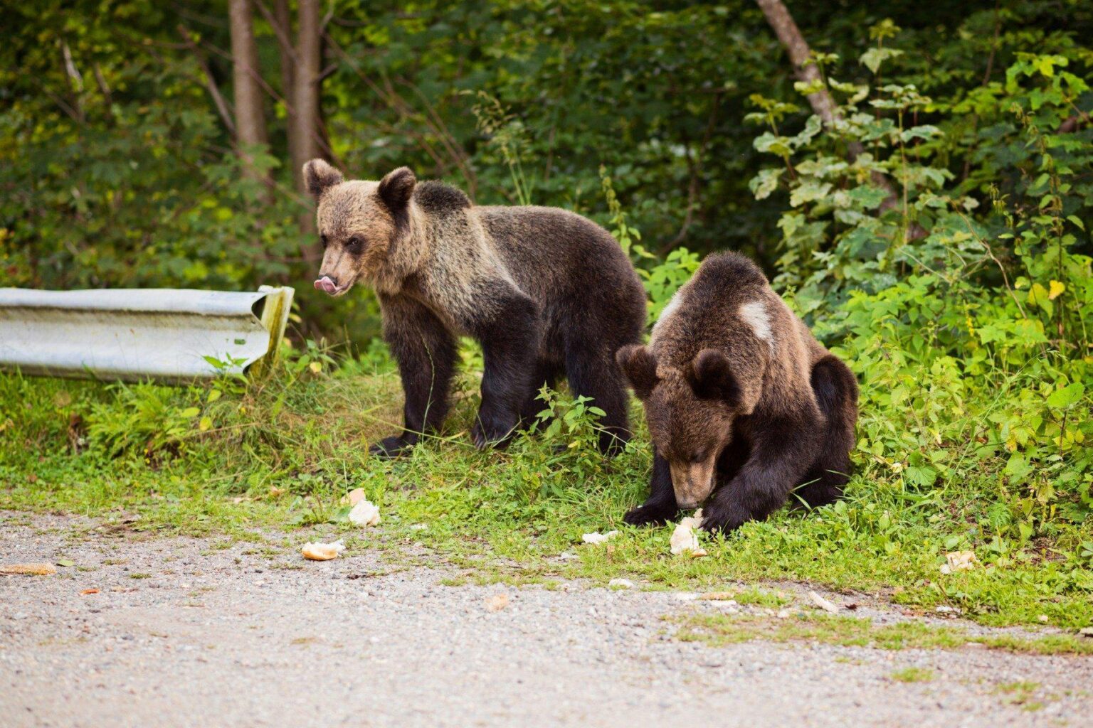PSD -Abgeordnete schlagen ein Gesetz zum Schutz von Menschen und Bären vor: "Der Bär ist kein Spielzeug - hält die Entfernung, respektiert die Natur", was die Nähe von Bären mit weniger als 50 Metern / Bestrafung verbietet: eine Geldstrafe von bis zu 60.000 Lei