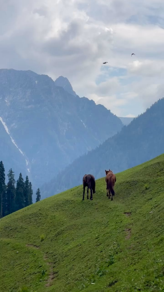 Wanderung nach Surmurg, Kaschmir, Indien.