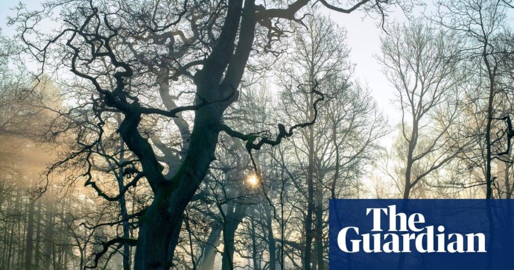 In einigen britischen Wäldern ist jeder junge Baum gestorben. Was läuft schief? In einigen britischen Wäldern ist jeder junge Baum gestorben. Was läuft schief?