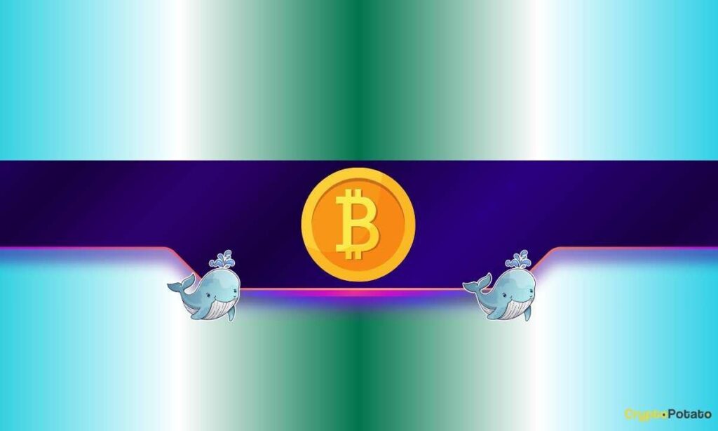 Bitcoin Wale schaufeln Sie in diesem Monat 248.000 BTC als Bulls 200.000 US -Dollar