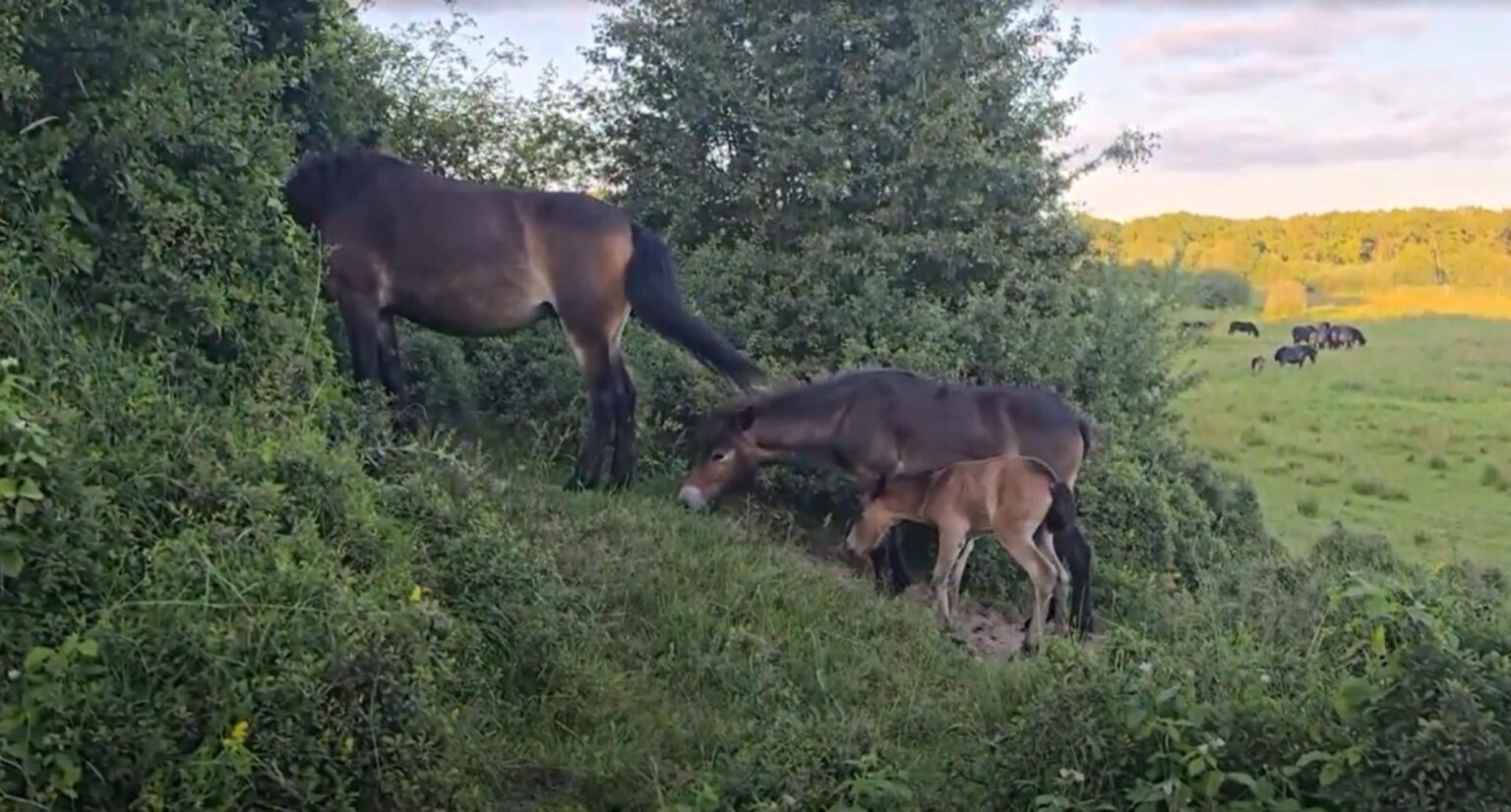 Ein paar Tage alte Fohlenschüsse in Mols Bjerge