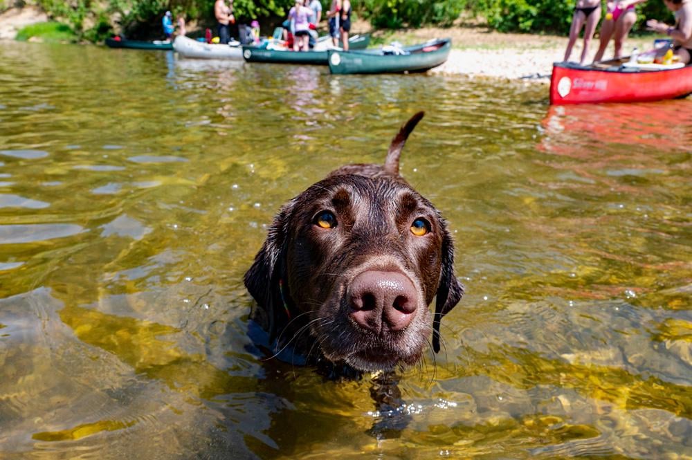 So schützen Sie Ihren Hund vor Sommerhitze bei Outdoor -Abenteuern in Arkansas