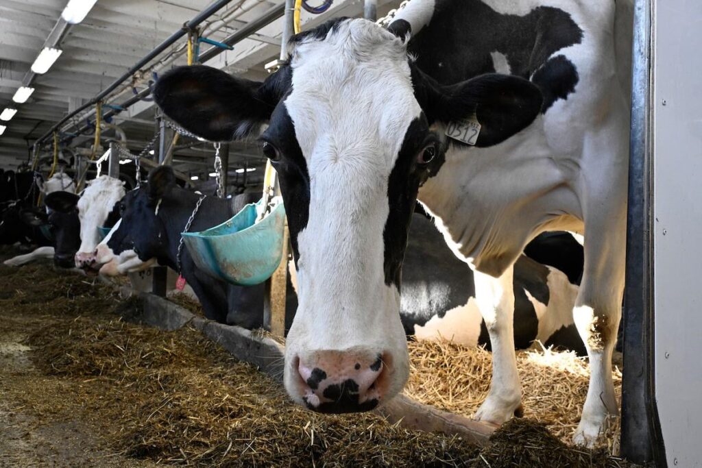 Der übergroße politische Einfluss der Milchindustrie, erklärte in den Charts
