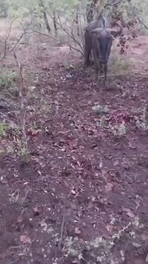 Einer unserer Anti-Poacher, die einen blauen Güter retten