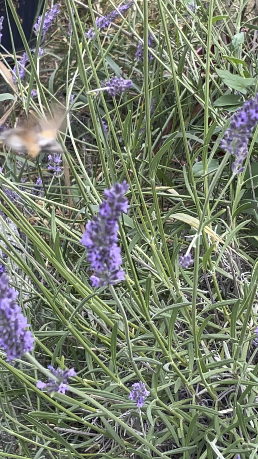 Unser Lavendel ist ein Hummelparadies.