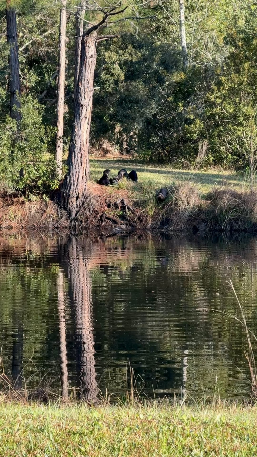 Familie der Fluss Otters, Florida