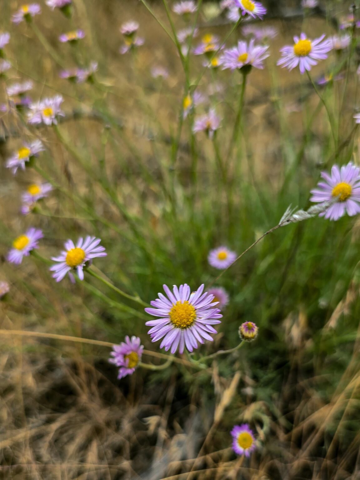 Pops der Sommerfarbe sind gerade überall!