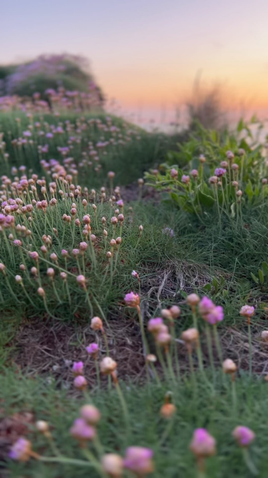 Diese kleinen Blumen im Sonnenuntergang sind zu viel