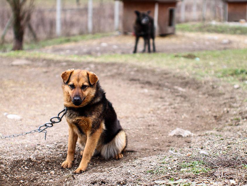 41 Grad und eine Meter Kette: Hunde, die leben und sterbende Gefangene in der Stille leben und sterben