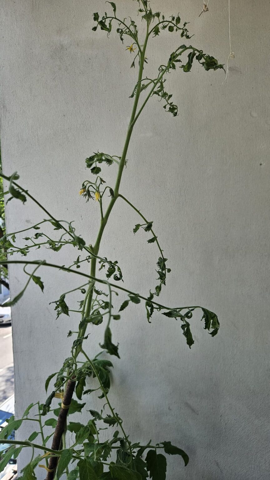 Was haben meine Tomaten? Was haben meine Tomaten?