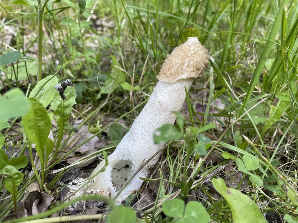 Pilze aufrechten Pilze aufrechten