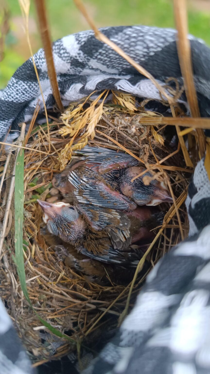 Ornithologische Ecke Ornithologische Ecke
