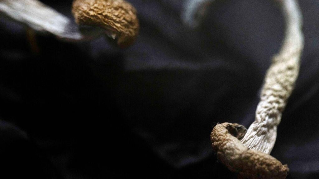 Deutschland, um einigen depressiven Patienten Psychedelika zu versuchen