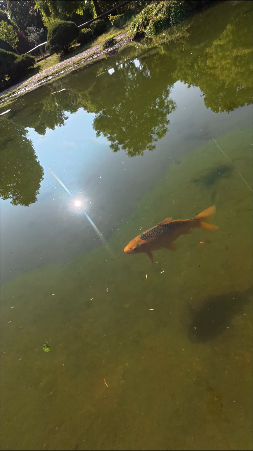 Japanische Koi-Karpfen.